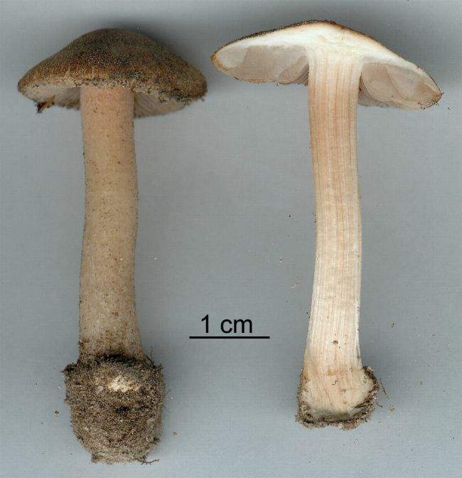 Inocybe decipiens